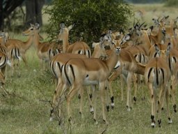 Western_Corridor_(Kirawira)2003-089